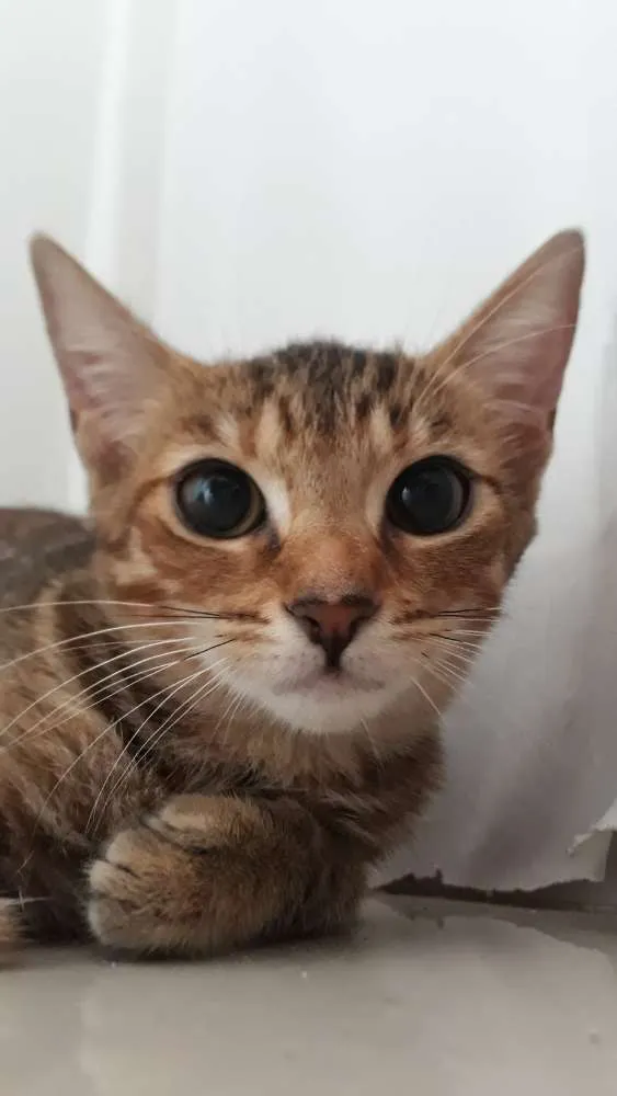 Gato ra a SRD idade 2 a 6 meses nome Sem nome