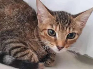 Gato raça SRD idade 2 a 6 meses nome Sem nome