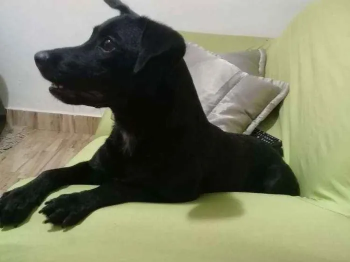 Cachorro raça Srd idade 1 ano nome Mel
