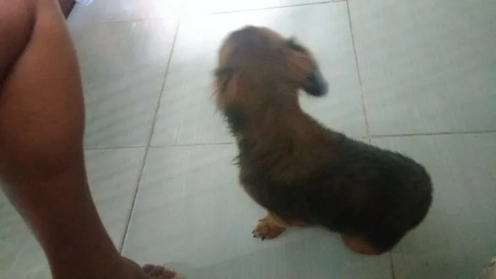 Cachorro ra a Não sei idade 7 a 11 meses nome Nick