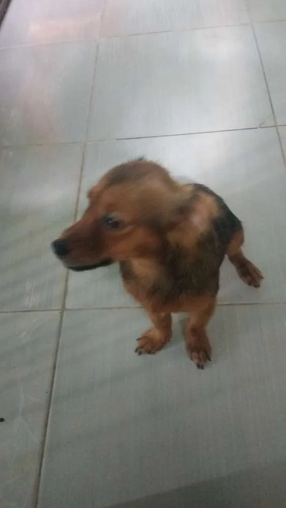 Cachorro ra a Não sei idade 7 a 11 meses nome Nick