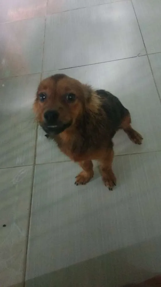 Cachorro ra a Não sei idade 7 a 11 meses nome Nick