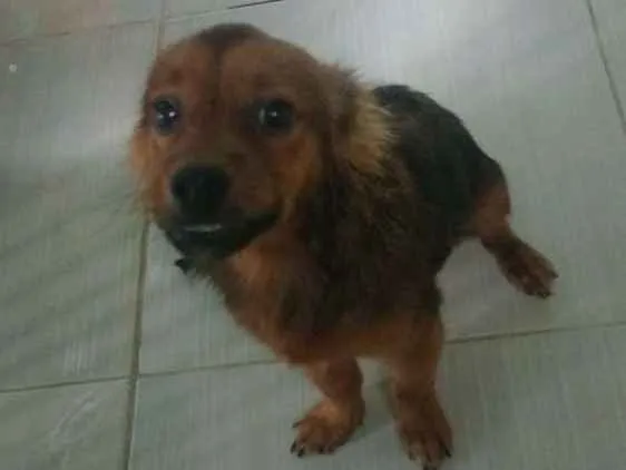 Cachorro ra a Não sei idade 7 a 11 meses nome Nick