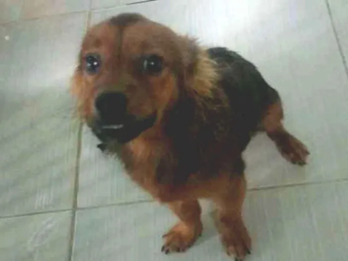 Cachorro ra a Não sei idade 7 a 11 meses nome Nick