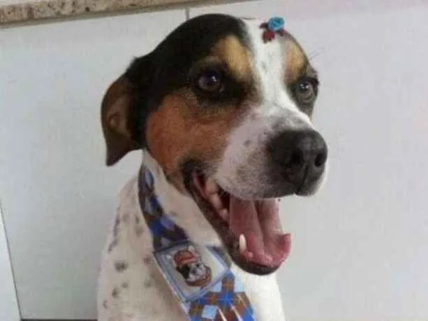 Cachorro ra a viralatas idade 6 ou mais anos nome botafogo