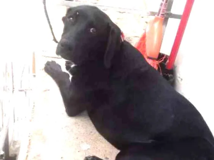 Cachorro ra a Virá lata idade 7 a 11 meses nome Spyke