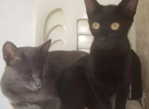 Gato raça Vira Lata idade 1 ano nome Penélope