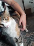 Gatinha
