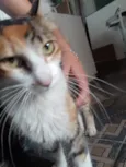 Gatinha