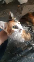 Gatinha