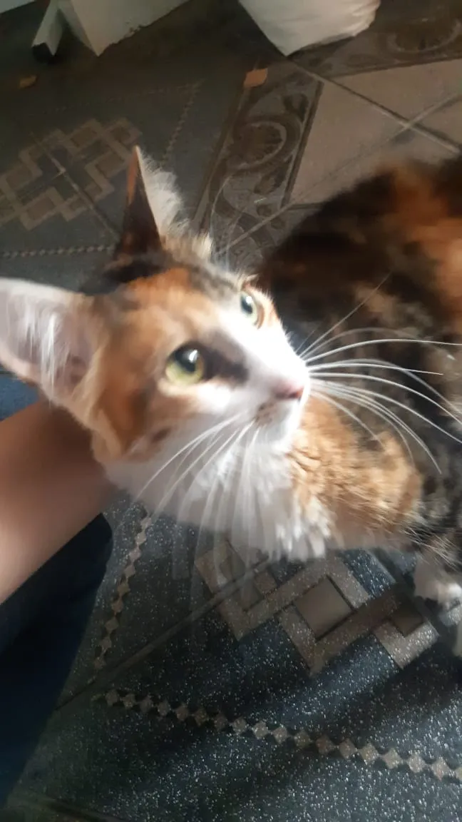 Gato raça SRD idade 2 a 6 meses nome Gatinha