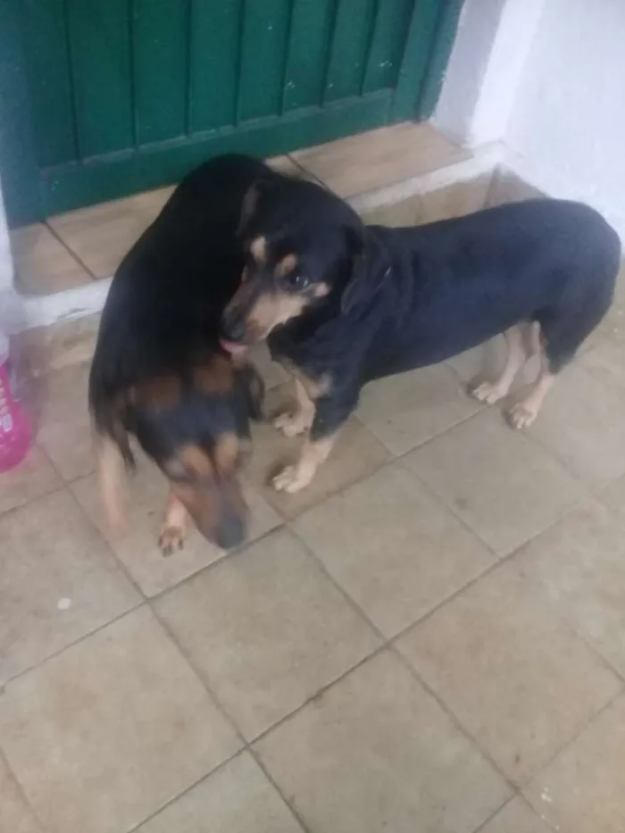 Cachorro ra a Basse idade 3 anos nome Sarab e Nala