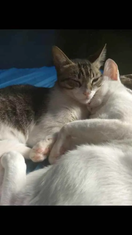 Gato ra a SRD idade 1 ano nome Alecrim e Serafim
