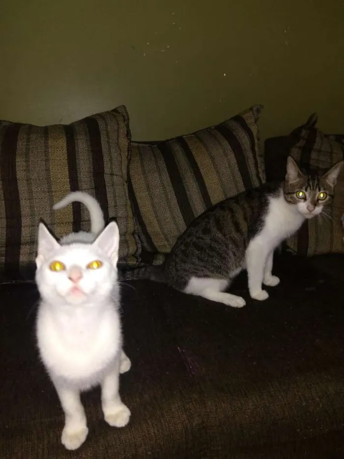 Gato ra a SRD idade 1 ano nome Alecrim e Serafim
