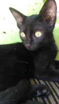 Ameixa