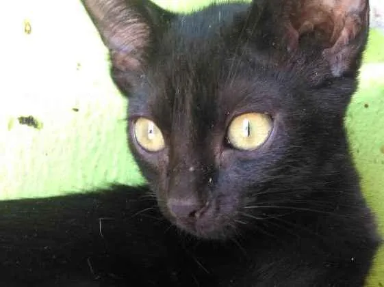 Gato ra a  idade 2 a 6 meses nome Ameixa