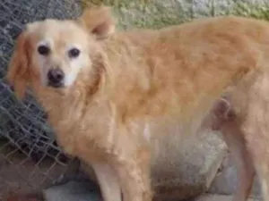 Cachorro raça SRD idade 3 anos nome Vinny
