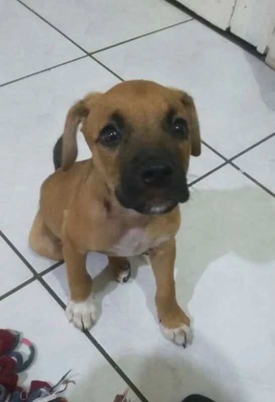 Cachorro ra a não sei idade 2 a 6 meses nome Não tem