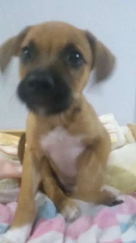 Cachorro ra a não sei idade 2 a 6 meses nome Não tem