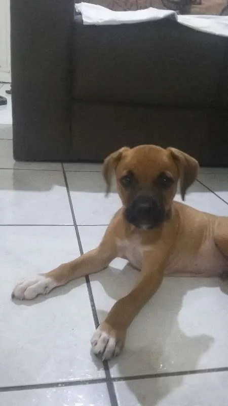 Cachorro ra a não sei idade 2 a 6 meses nome Não tem