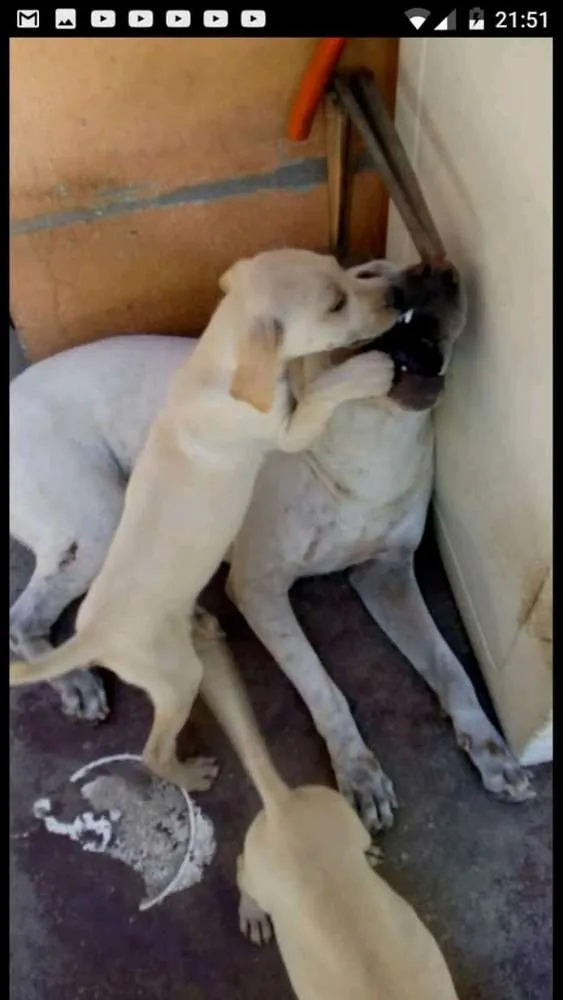 Cachorro ra a Mestiço labrador idade 1 ano nome Tjor