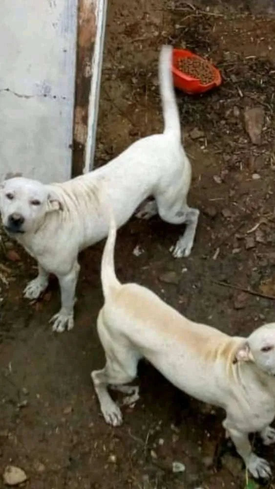 Cachorro ra a Mestiço labrador idade 1 ano nome Tjor