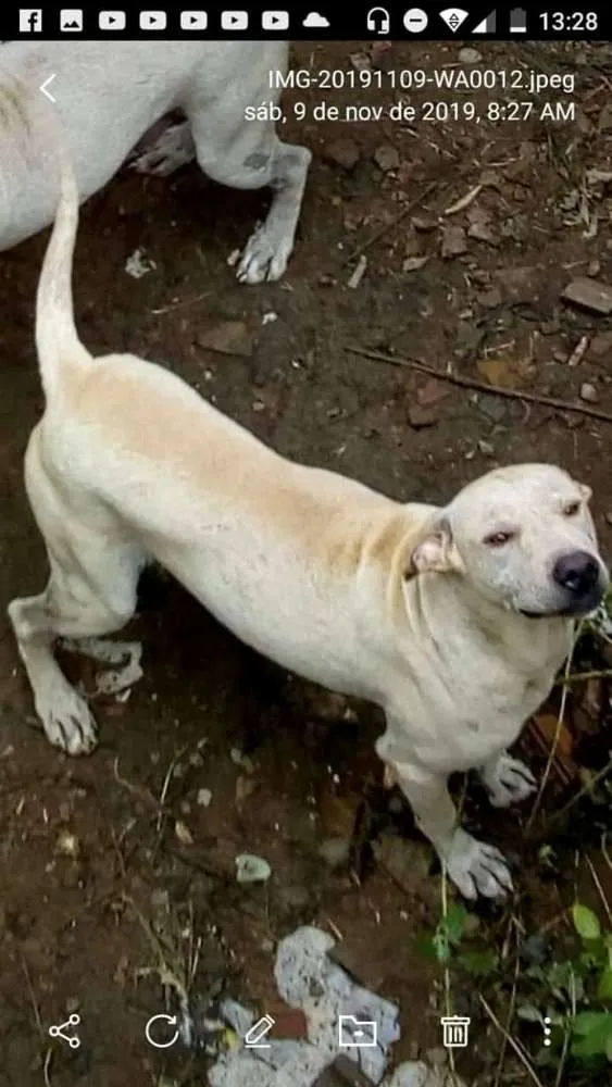 Cachorro ra a Mestiço labrador idade 1 ano nome Tjor