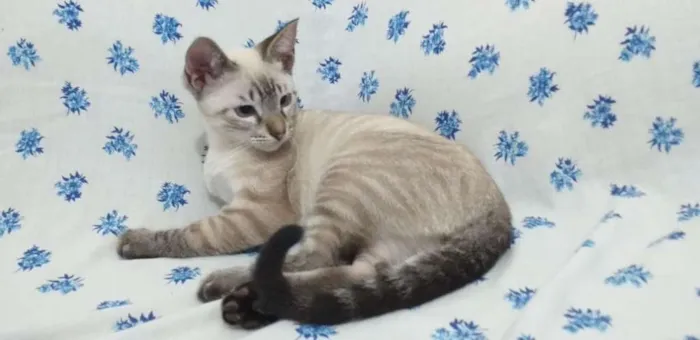 Gato ra a SRD idade 2 a 6 meses nome Stitch