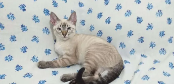 Gato ra a SRD idade 2 a 6 meses nome Stitch