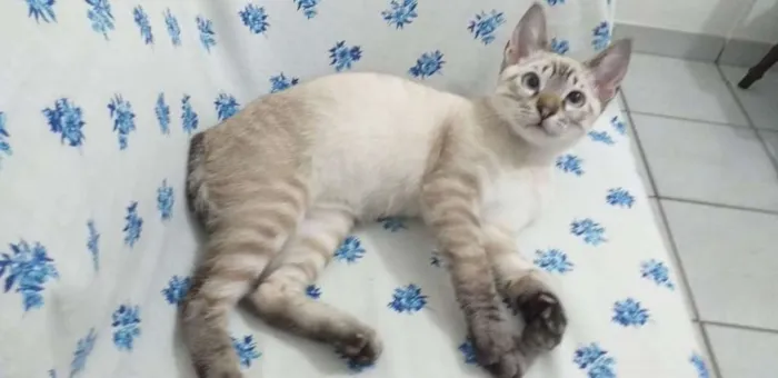Gato ra a SRD idade 2 a 6 meses nome Stitch