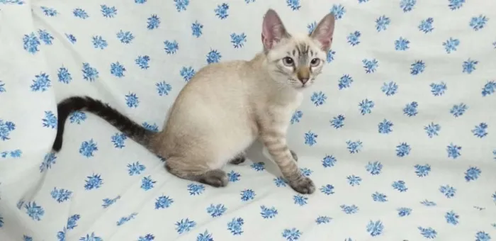 Gato ra a SRD idade 2 a 6 meses nome Stitch