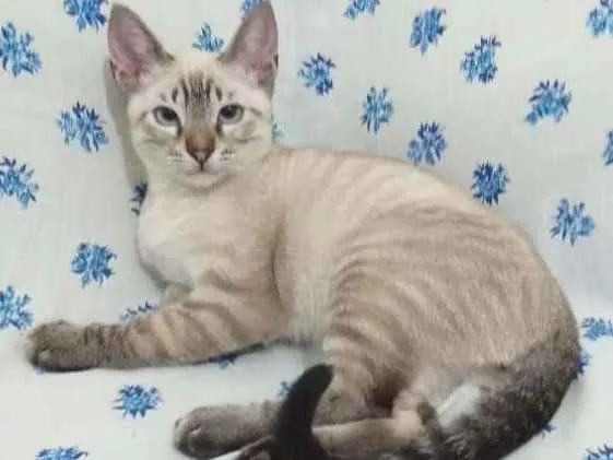 Gato ra a SRD idade 2 a 6 meses nome Stitch