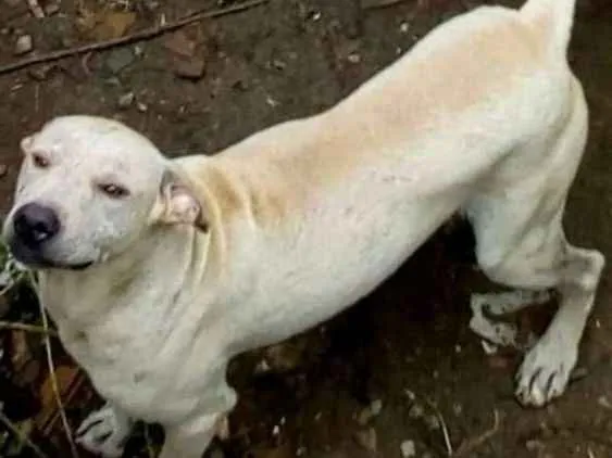 Cachorro ra a Mestiço labrador idade 1 ano nome Tjor