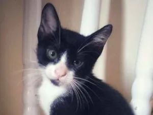 Gato raça SRD idade 2 a 6 meses nome Favo