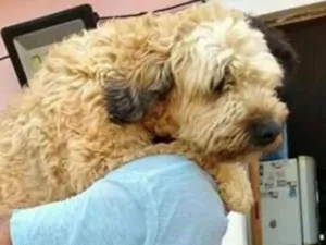 Cachorro raça SRD idade 3 anos nome Belluco