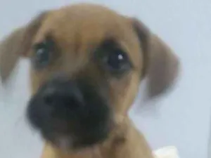 Cachorro raça não sei idade 2 a 6 meses nome Não tem