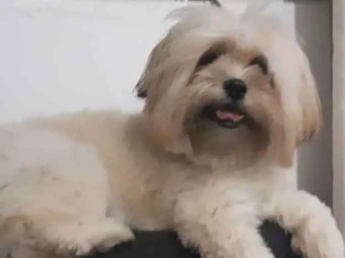 Cachorro raça Ilhasa idade 2 anos nome Chloe