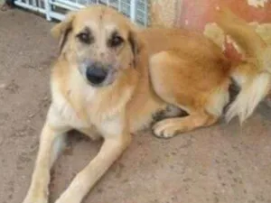 Cachorro raça SRD idade 3 anos nome Adoção Conjunta