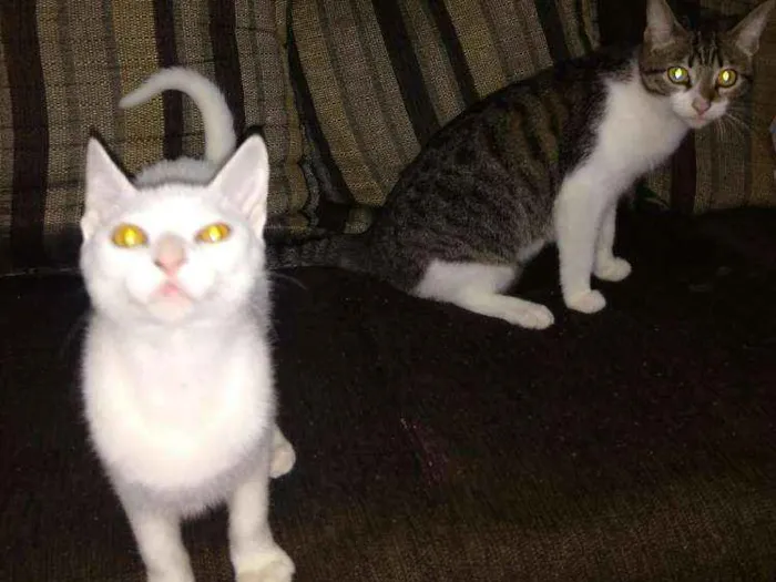 Gato ra a SRD idade 1 ano nome Alecrim e Serafim