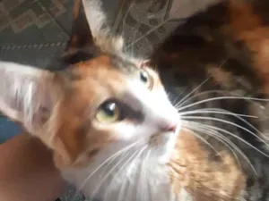 Gato raça SRD idade 2 a 6 meses nome Gatinha