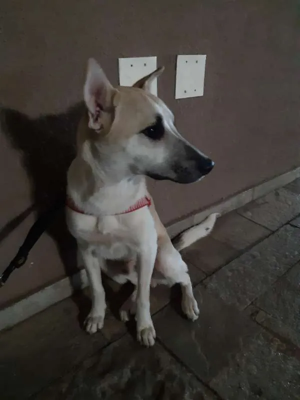 Cachorro ra a SRD idade 1 ano nome Cappuccino