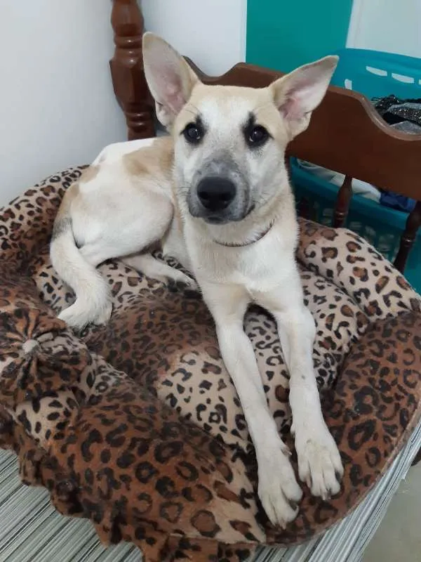 Cachorro ra a SRD idade 1 ano nome Cappuccino