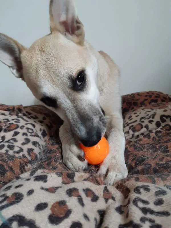 Cachorro ra a SRD idade 1 ano nome Cappuccino