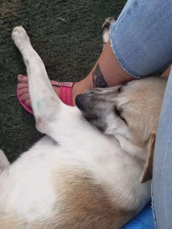Cachorro ra a SRD idade 1 ano nome Cappuccino