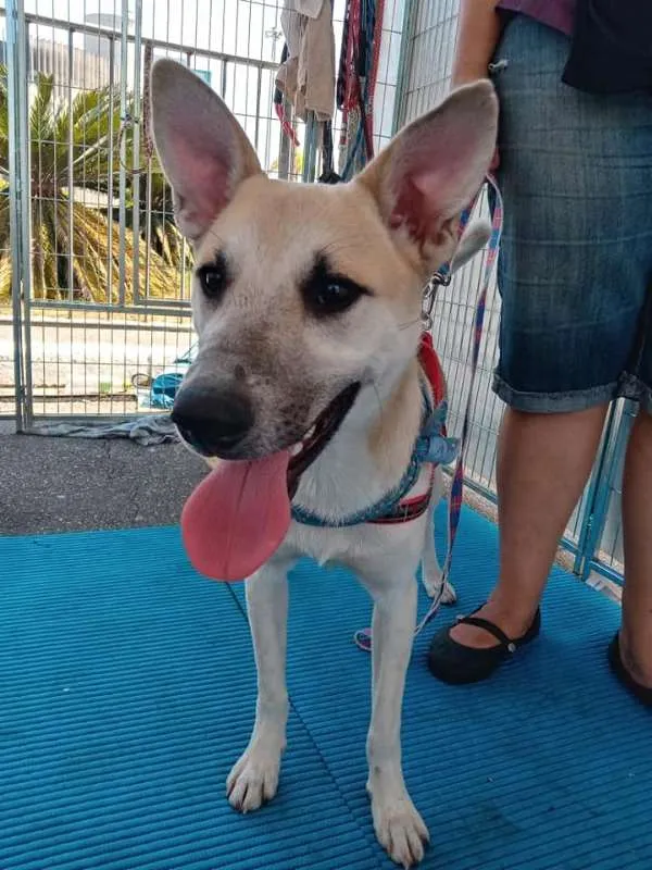Cachorro ra a SRD idade 1 ano nome Cappuccino