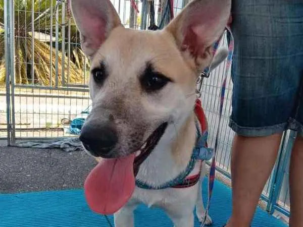 Cachorro ra a SRD idade 1 ano nome Cappuccino