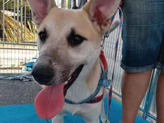 Cachorro ra a SRD idade 1 ano nome Cappuccino