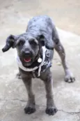 Nêgo