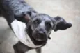 Nêgo