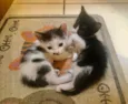 Bia e Nina 